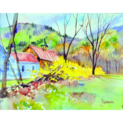 Forsythia